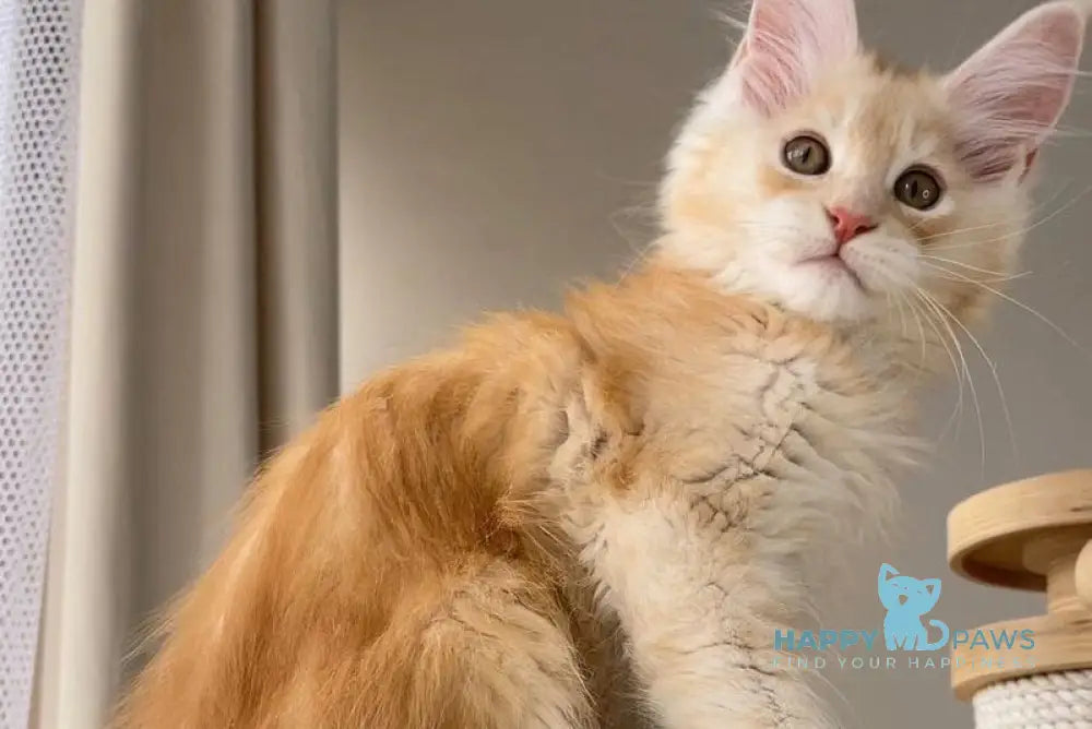 Nikki Maine Coon male red silver ticked tabby live animals