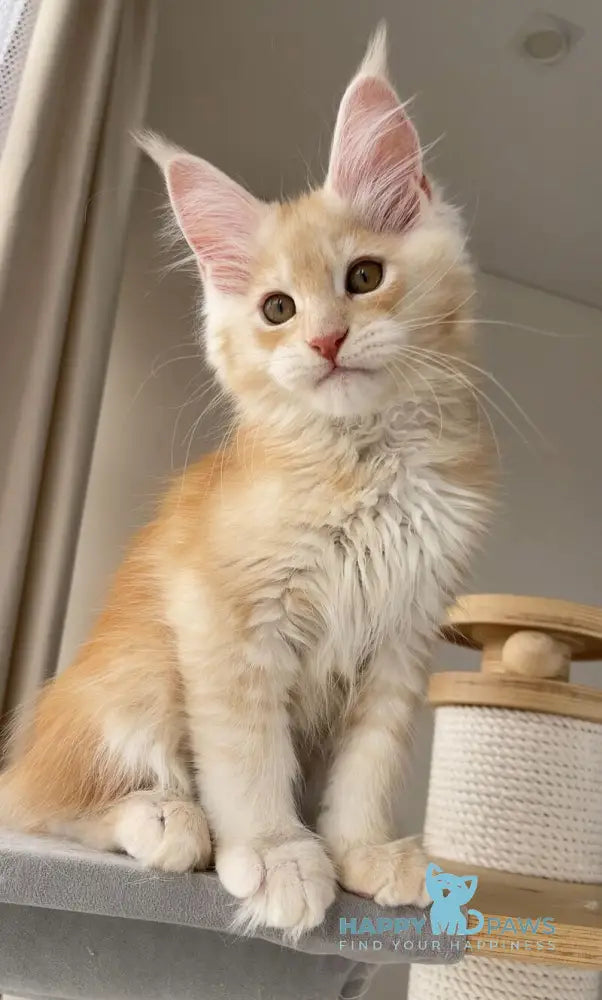 Nikki Maine Coon male red silver ticked tabby live animals