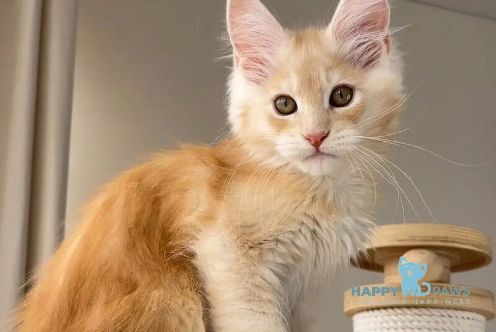 Nikki Maine Coon male red silver ticked tabby live animals