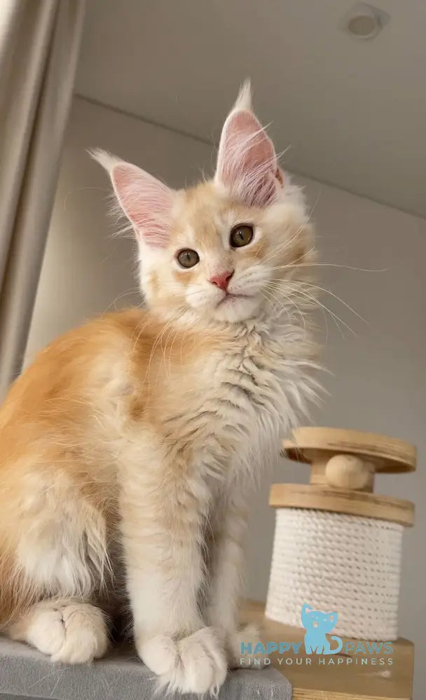 Nikki Maine Coon male red silver ticked tabby live animals