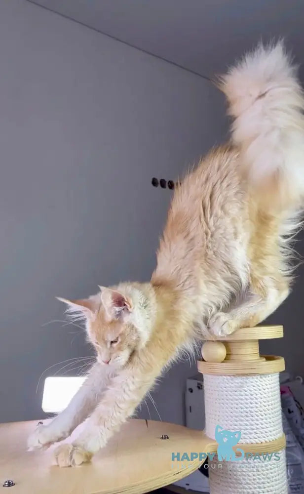 Nikki Maine Coon male red silver ticked tabby live animals