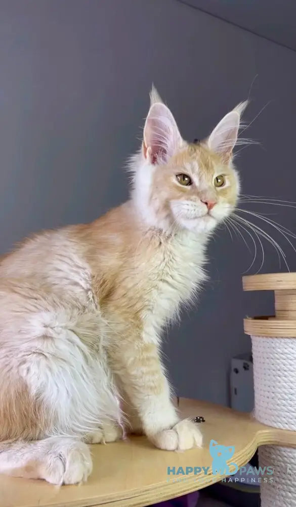Nikki Maine Coon male red silver ticked tabby live animals