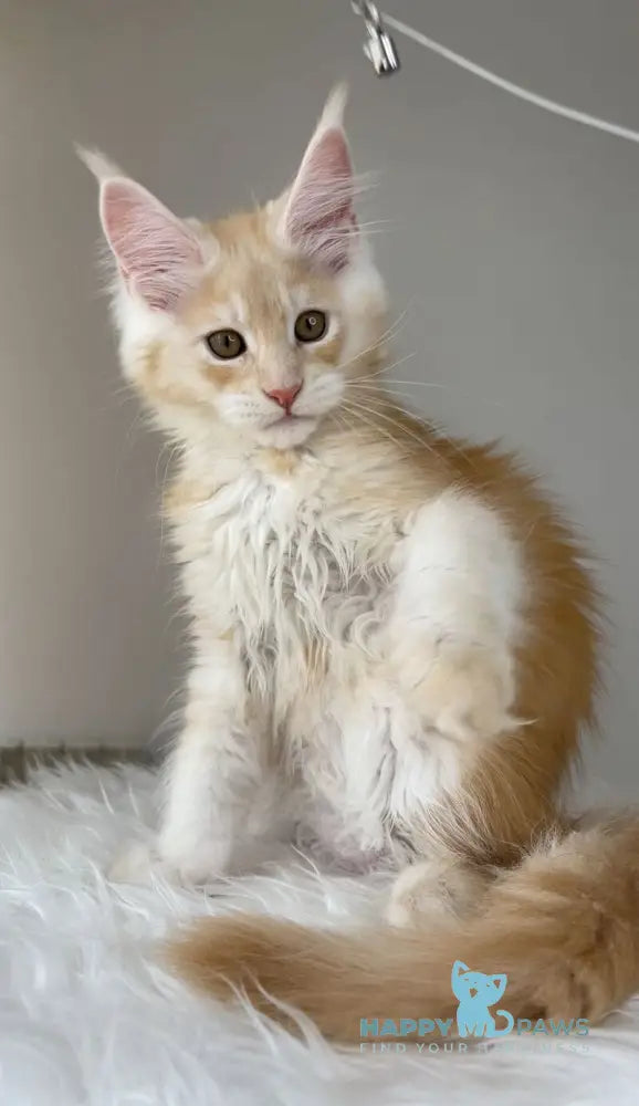 Nikki Maine Coon male red silver ticked tabby live animals