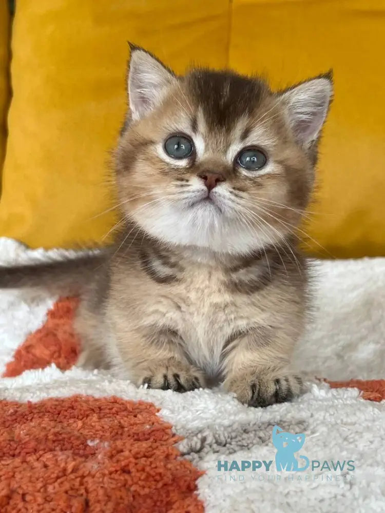 Nikki Munchkin male chocolate ticked tabby live animals