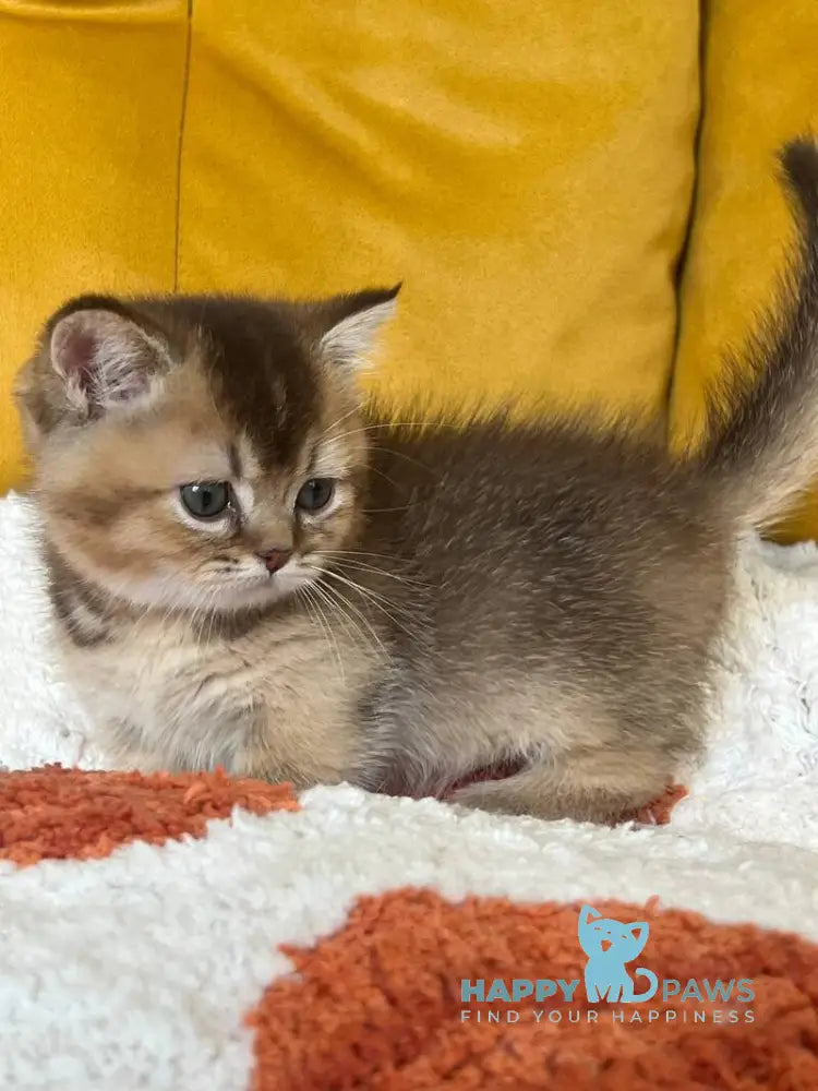 Nikki Munchkin male chocolate ticked tabby live animals