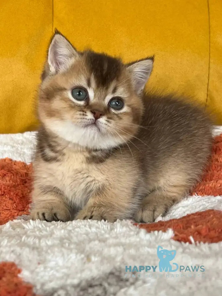 Nikki Munchkin male chocolate ticked tabby live animals