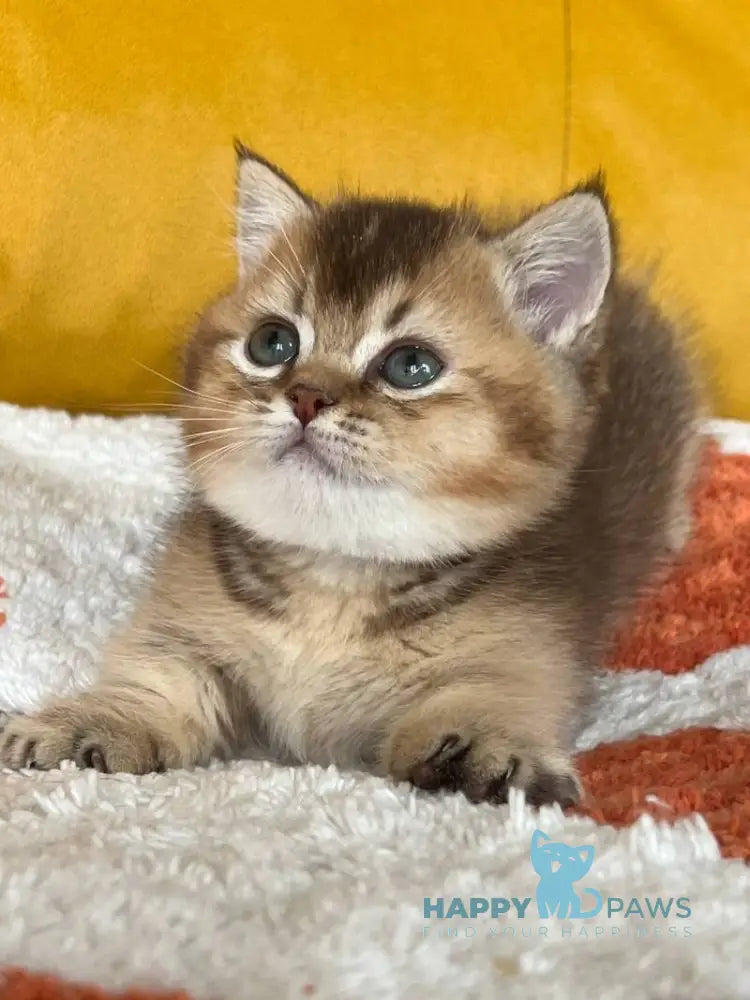 Nikki Munchkin male chocolate ticked tabby live animals