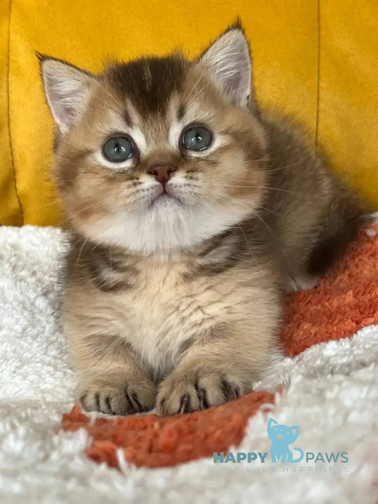 Nikki Munchkin male chocolate ticked tabby live animals