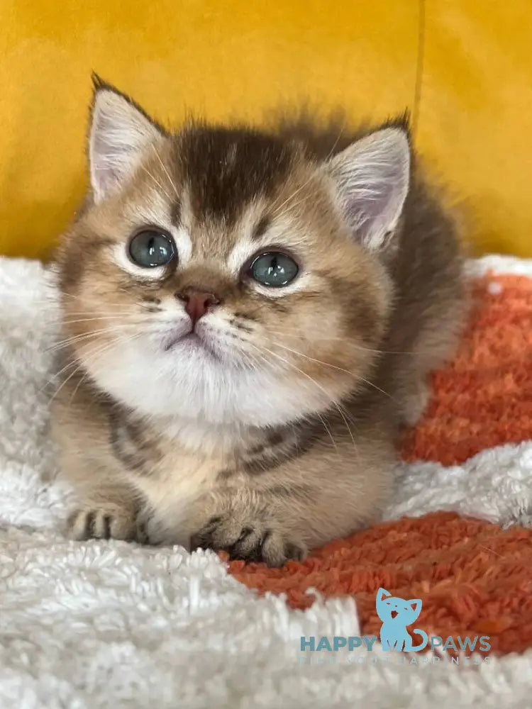 Nikki Munchkin male chocolate ticked tabby live animals