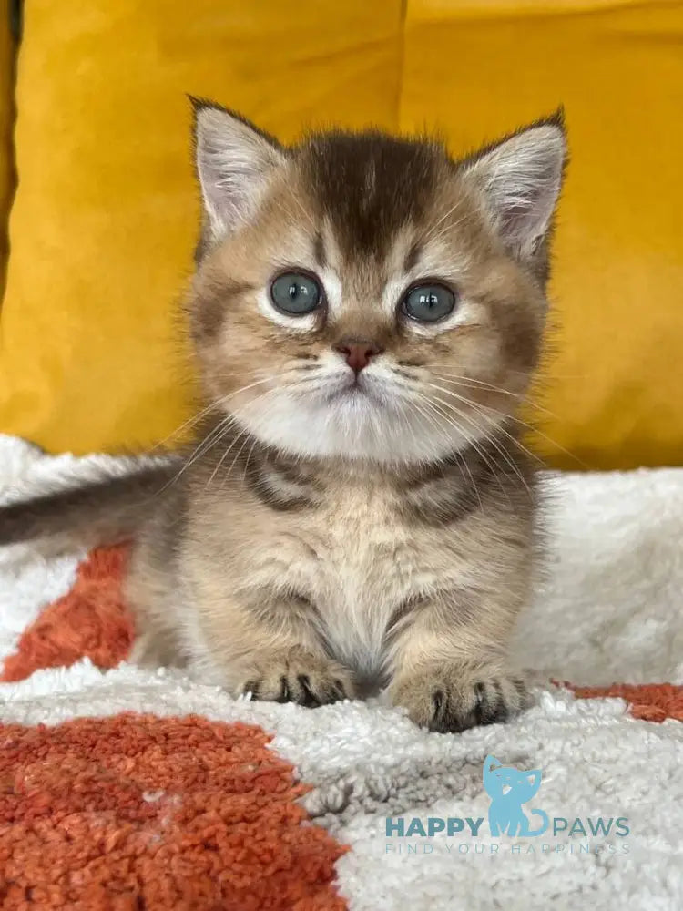 Nikki Munchkin male chocolate ticked tabby live animals