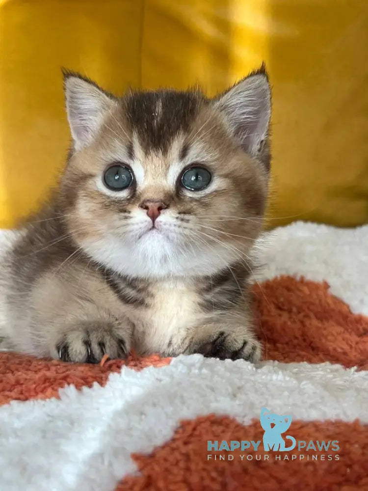 Nikki Munchkin male chocolate ticked tabby live animals