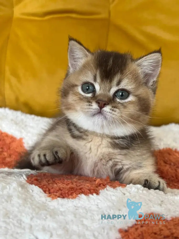 Nikki Munchkin male chocolate ticked tabby live animals