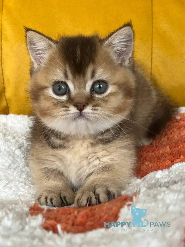 Nikki Munchkin male chocolate ticked tabby live animals