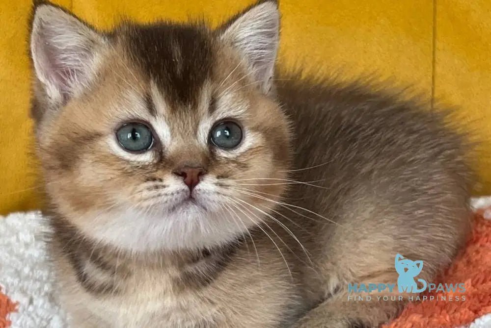 Nikki Munchkin male chocolate ticked tabby live animals