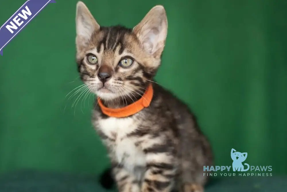 Niko Bengal male black spotted tabby live animals