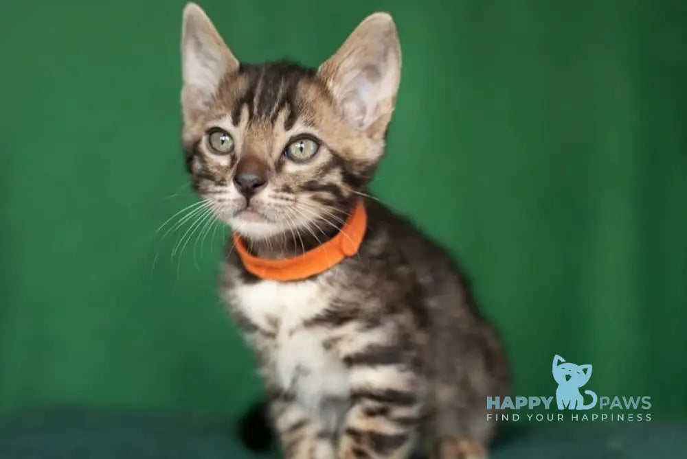 Niko Bengal male black spotted tabby live animals
