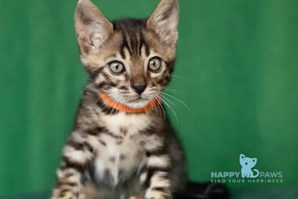 Niko Bengal male black spotted tabby live animals