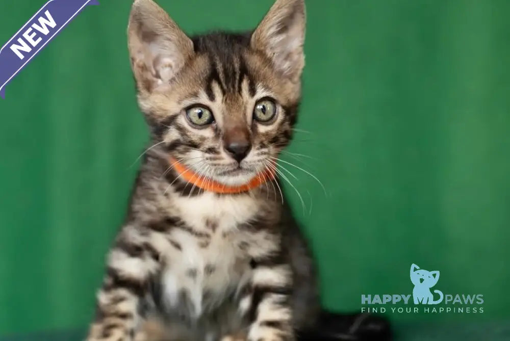 Niko Bengal male black spotted tabby live animals