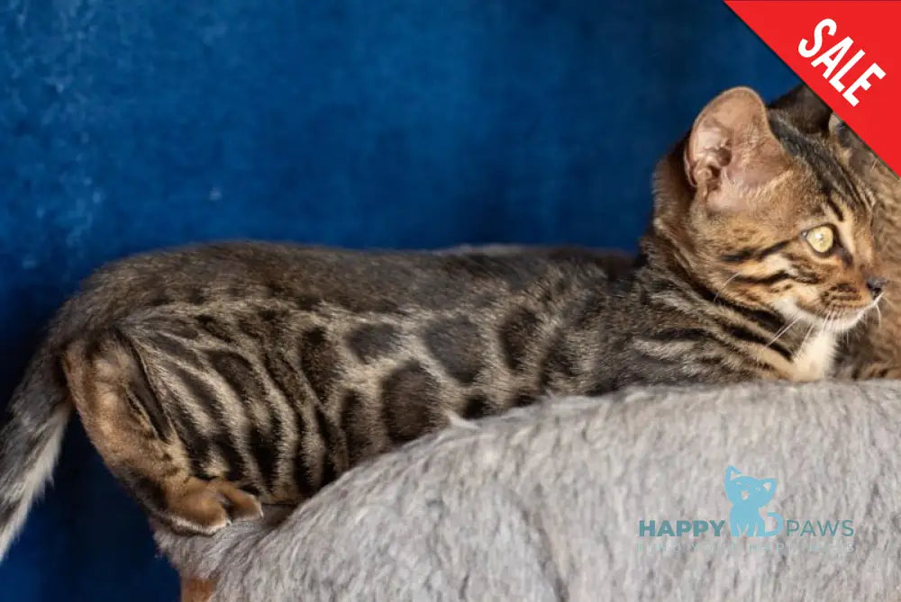 Niko Bengal male black spotted tabby live animals
