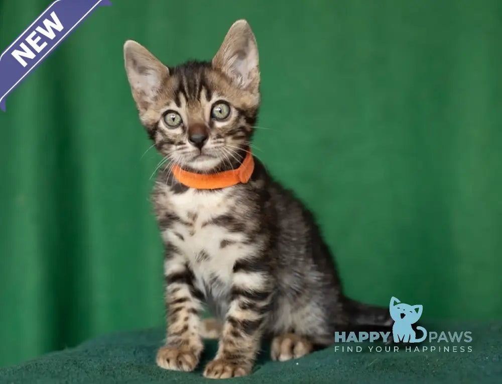 Niko Bengal male black spotted tabby live animals