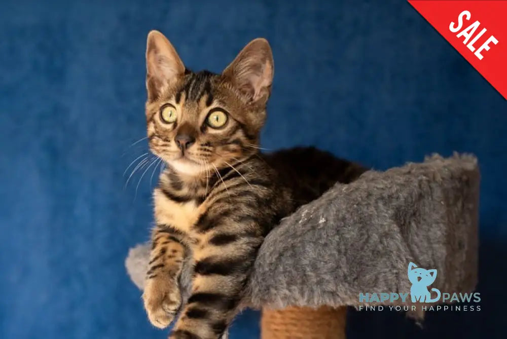 Niko Bengal male black spotted tabby live animals