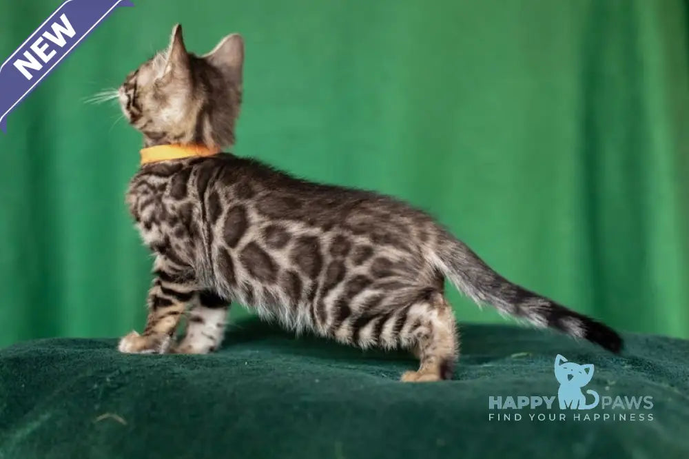 Niko Bengal male black spotted tabby live animals