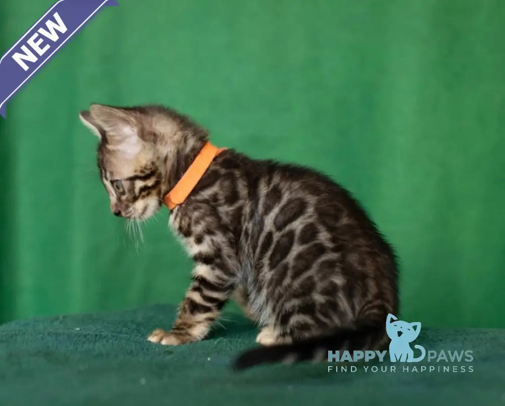 Niko Bengal male black spotted tabby live animals