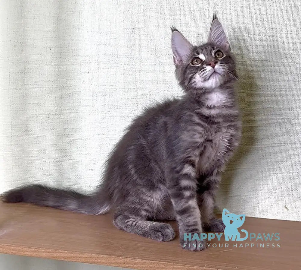 Niko Maine Coon male blue tabby live animals