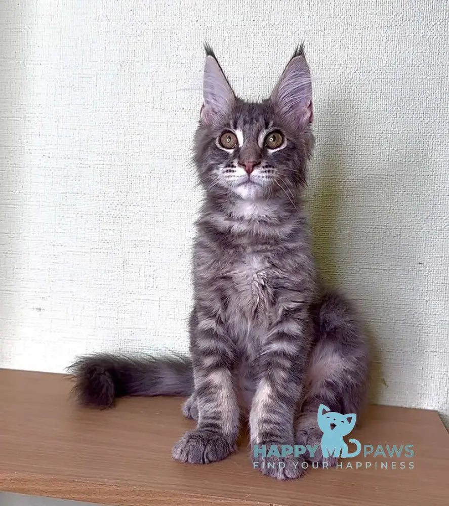 Niko Maine Coon male blue tabby live animals