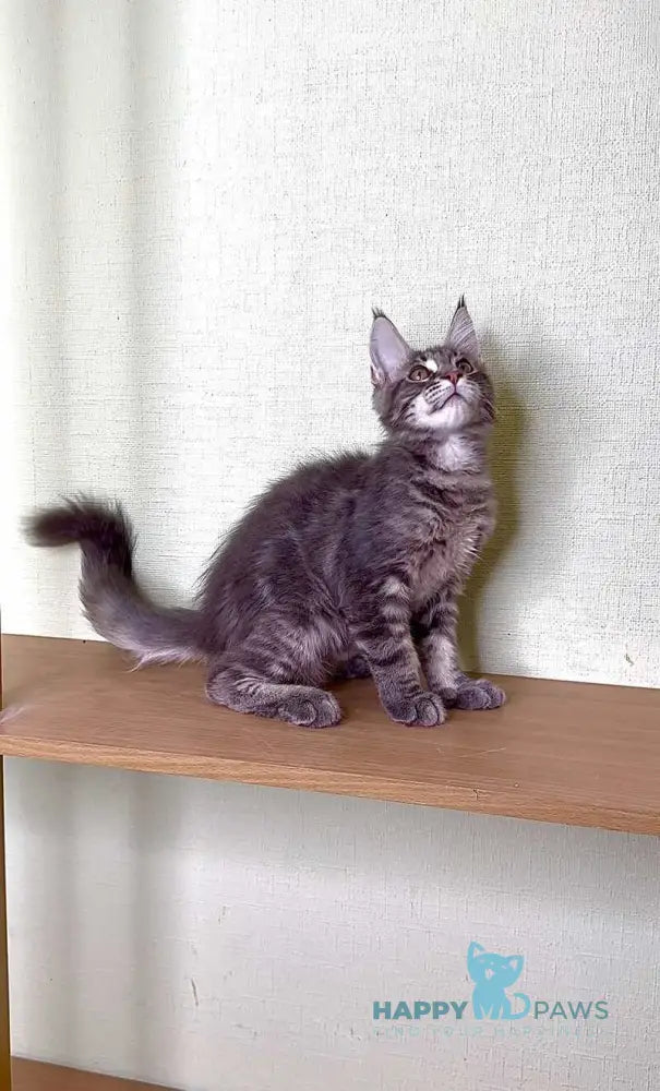 Niko Maine Coon male blue tabby live animals