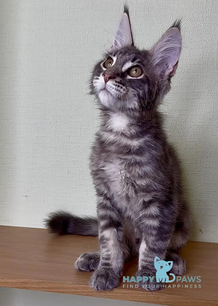 Niko Maine Coon male blue tabby live animals