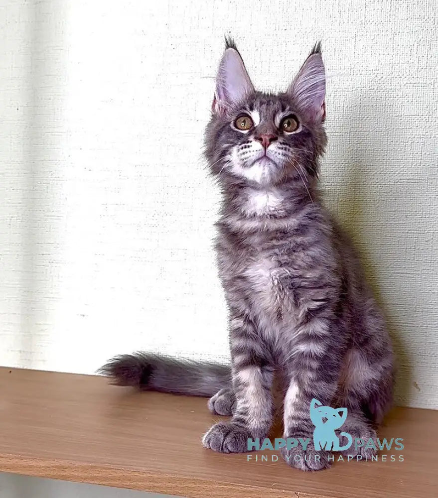 Niko Maine Coon male blue tabby live animals