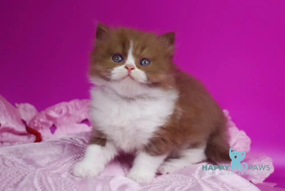 Nikol British Shorthair female cinnamon bicolour live animals