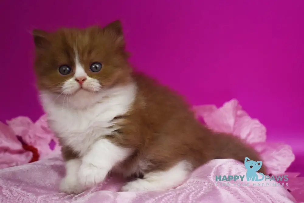 Nikol British Shorthair female cinnamon bicolour live animals