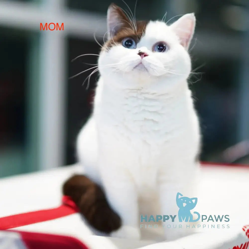 Nikol British Shorthair female cinnamon bicolour live animals