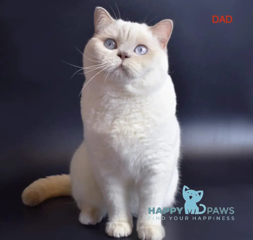 Nikol British Shorthair female cinnamon bicolour live animals