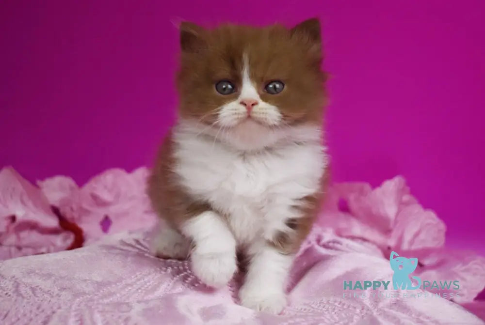 Nikol British Shorthair female cinnamon bicolour live animals