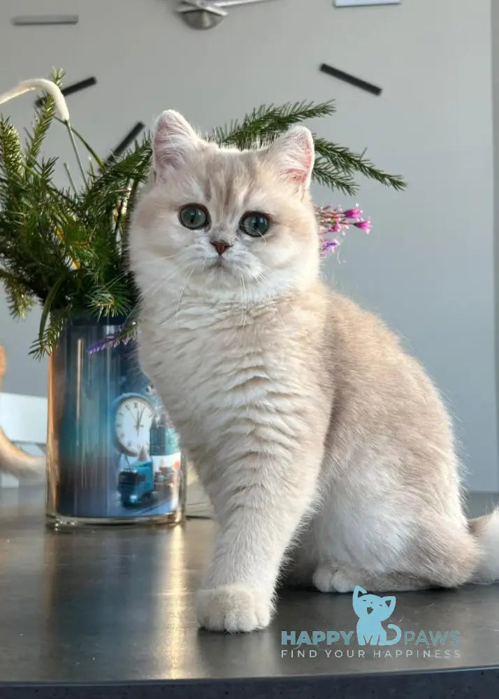 Nikol British Shorthair female lilac golden chinchilla live animals
