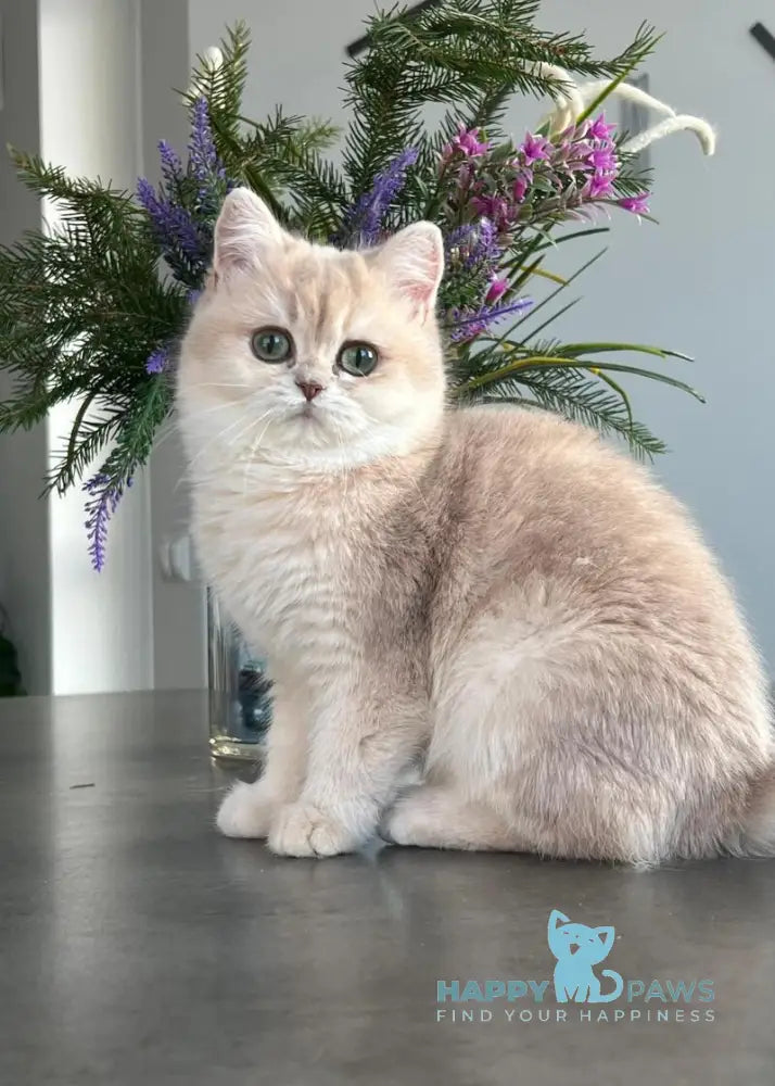 Nikol British Shorthair female lilac golden chinchilla live animals