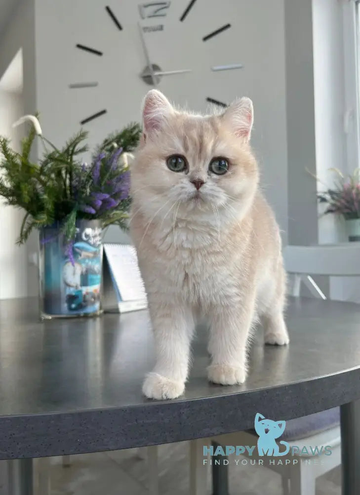 Nikol British Shorthair female lilac golden chinchilla live animals