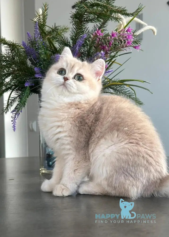 Nikol British Shorthair female lilac golden chinchilla live animals