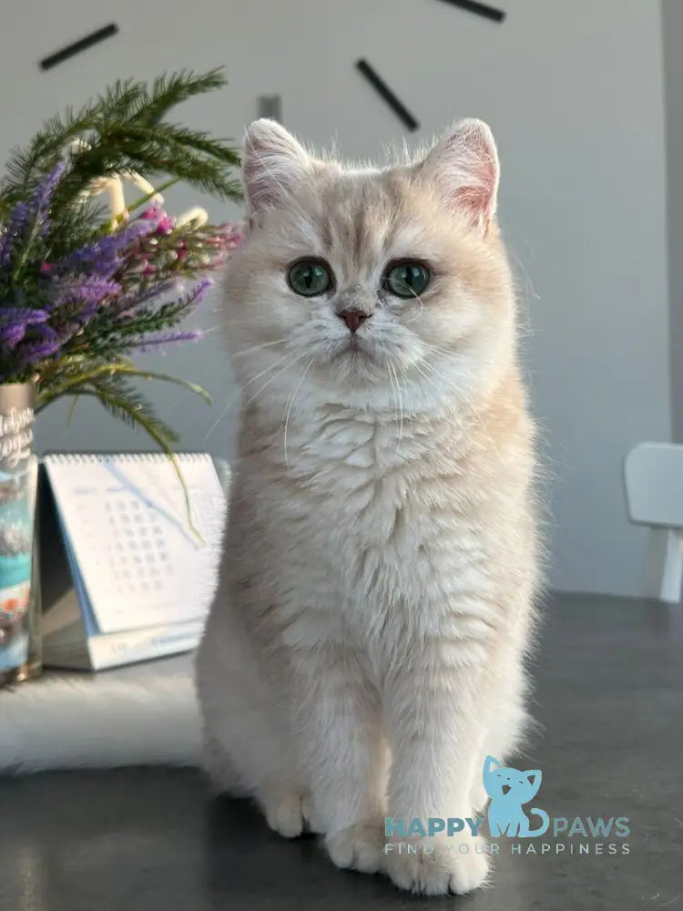 Nikol British Shorthair female lilac golden chinchilla live animals