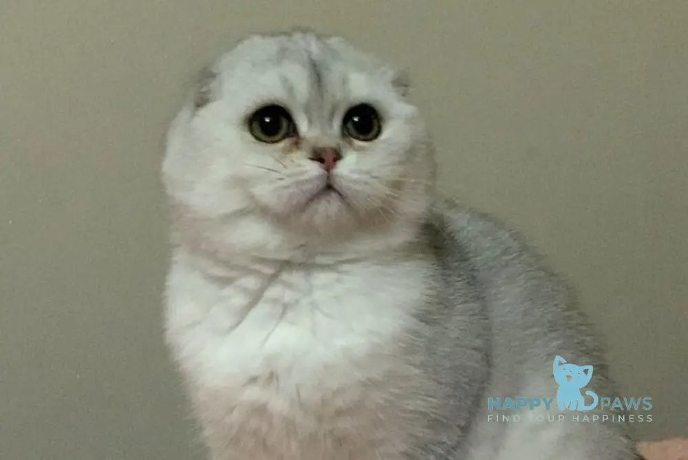 Nikol Scottish Fold female black silver shaded live animals