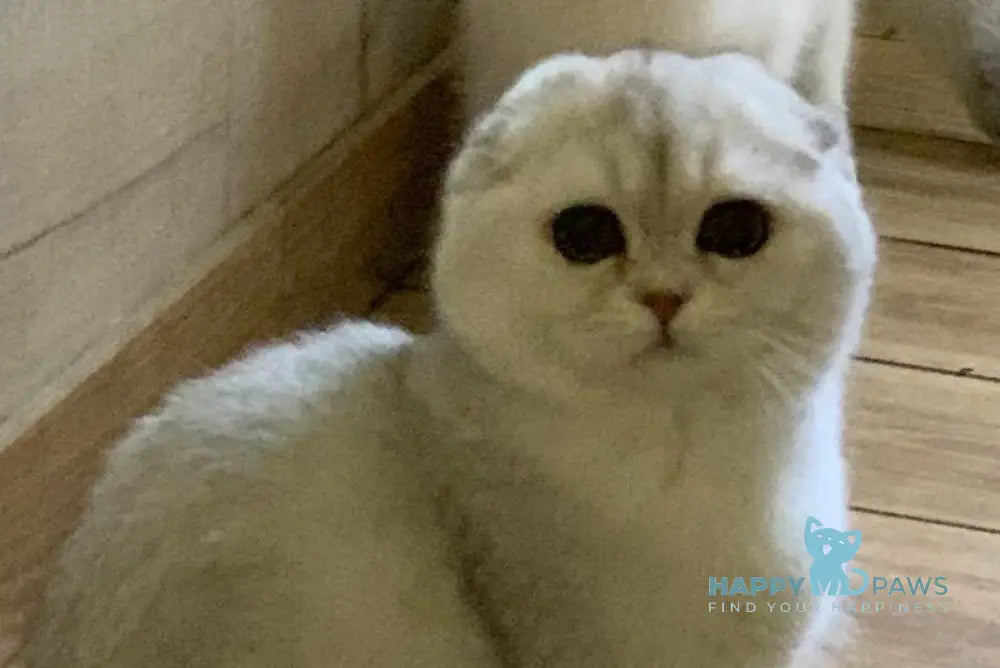 Nikol Scottish Fold female black silver shaded live animals