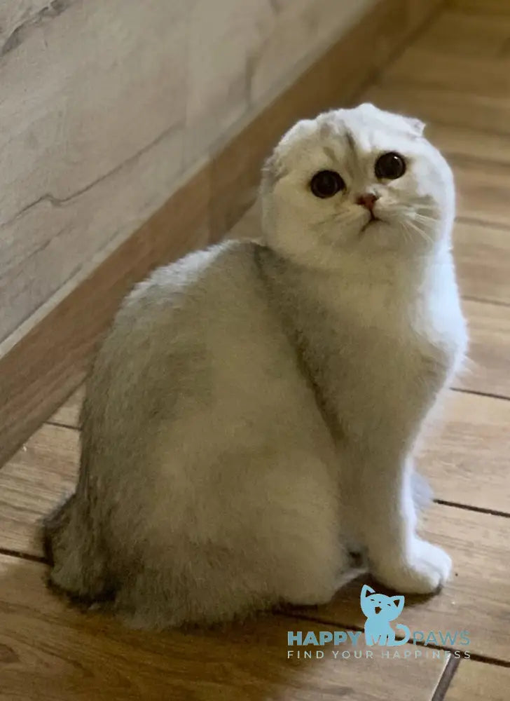 Nikol Scottish Fold female black silver shaded live animals