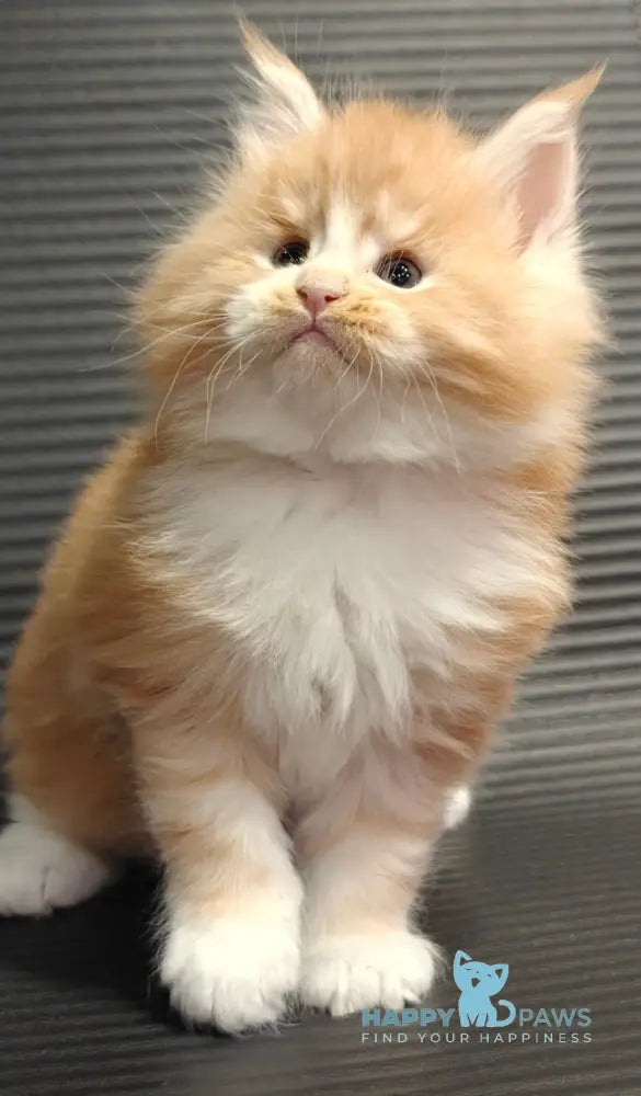 Nikolai Maine Coon male red silver tabby with white live animals