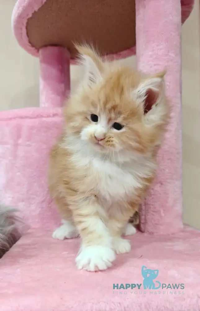 Nikolai Maine Coon male red silver tabby with white live animals