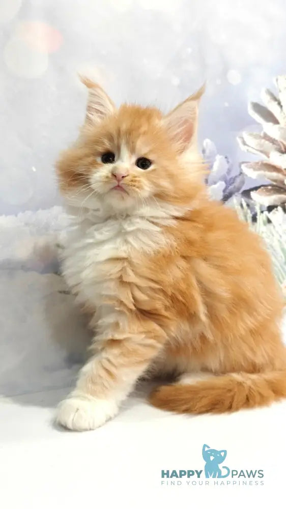 Nikolai Maine Coon male red silver tabby with white live animals