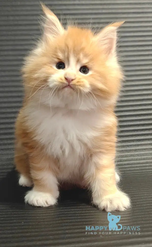 Nikolai Maine Coon male red silver tabby with white live animals