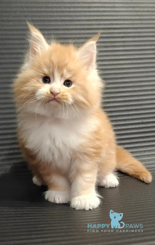 Nikolai Maine Coon male red silver tabby with white live animals